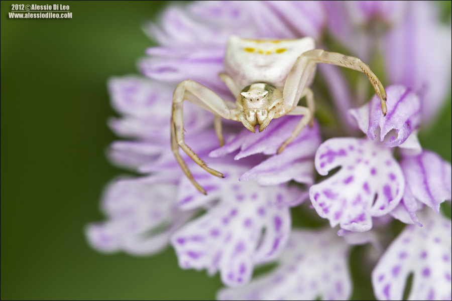 Thomisus onustus su orchis tridentata