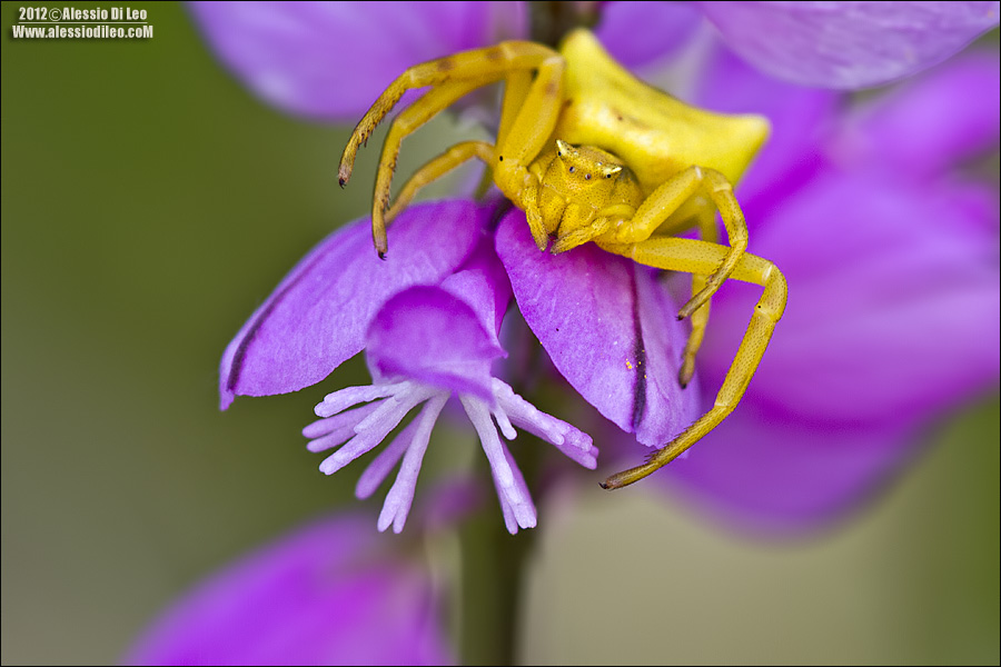 Thomisus onustus giallo