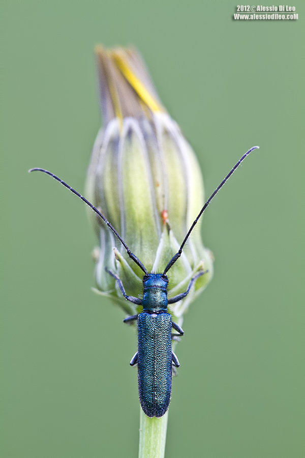 Cerambice: Ropalopus clavipes? No. Agapanthia violacea