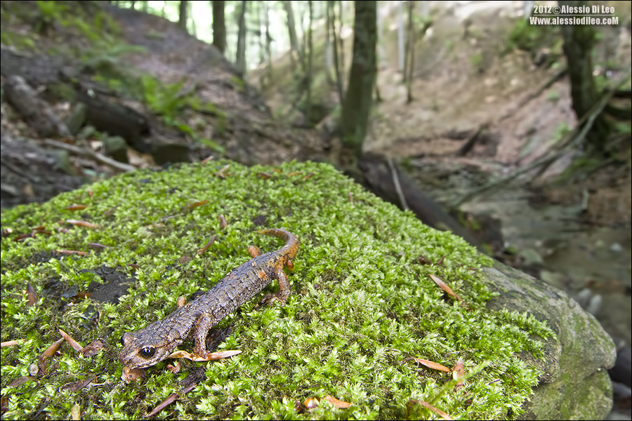 Geotritone - Hydromantes italicus