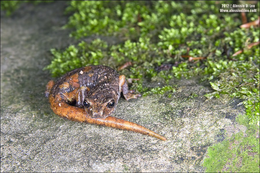 Geotritone - Hydromantes italicus