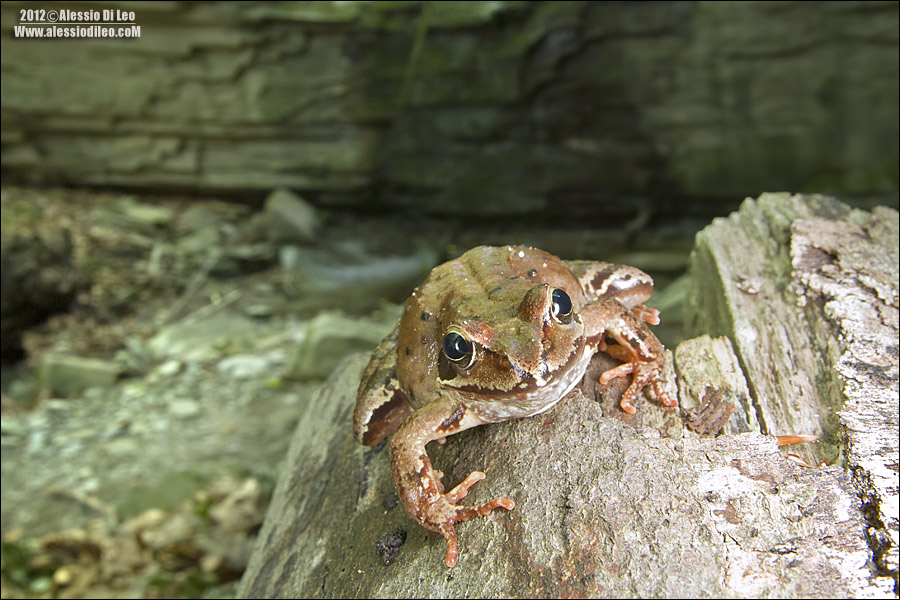 ID rana rossa - Rana temporaria (FC)