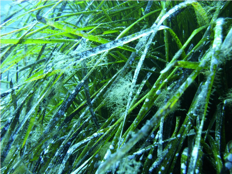 Identificazione epifita Posidonia