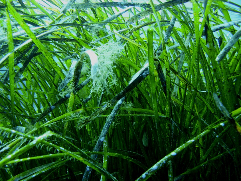 Identificazione epifita Posidonia