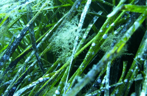 Identificazione epifita Posidonia