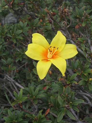 Tulipa australis, fioritura anomala