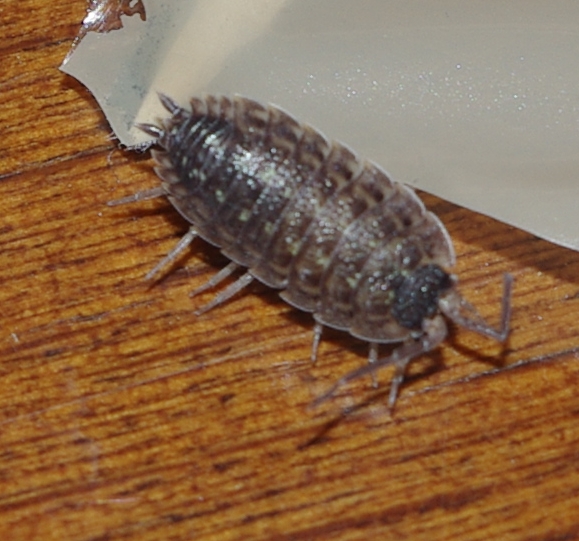 Di cosa si tratta? Porcellio