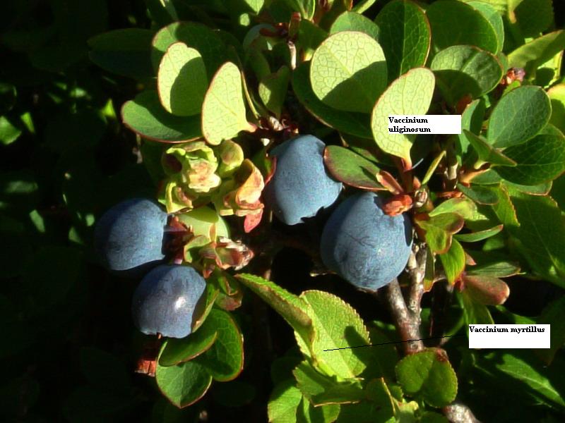 Vaccinium uliginosum L. / Mirtillo falso