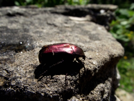 aberrazioni cetonia aurata pisana