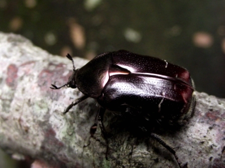 aberrazioni cetonia aurata pisana