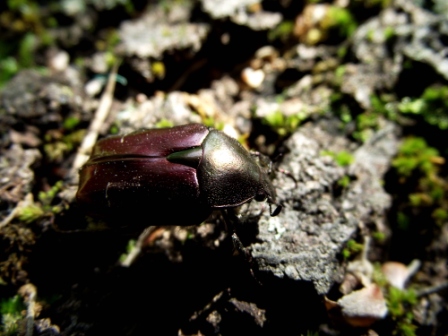 aberrazioni cetonia aurata pisana