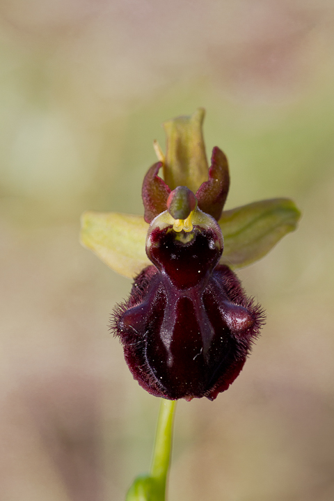 Ophrys incubacea ai magredi di Vivaro