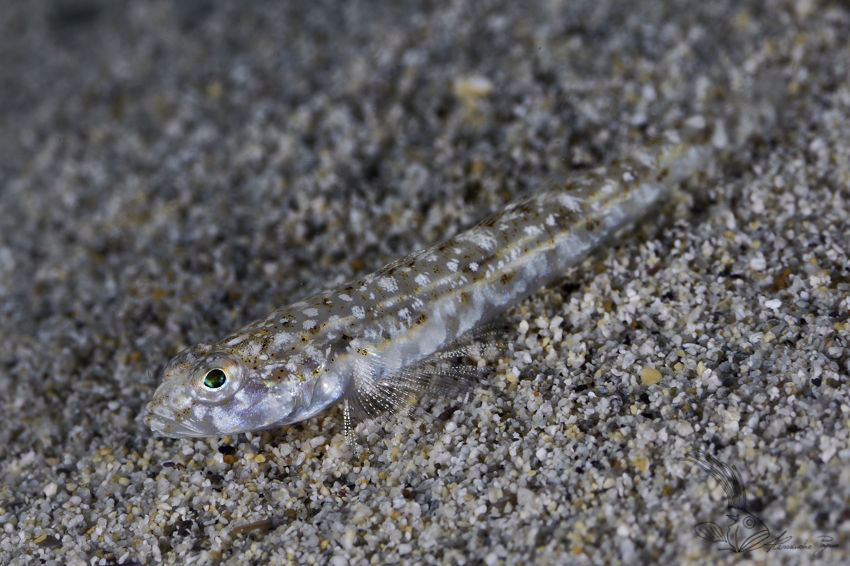 juvenile Gobius sp.