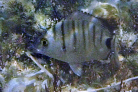 Pesci di Cipro 10 (Diplodus sp.)