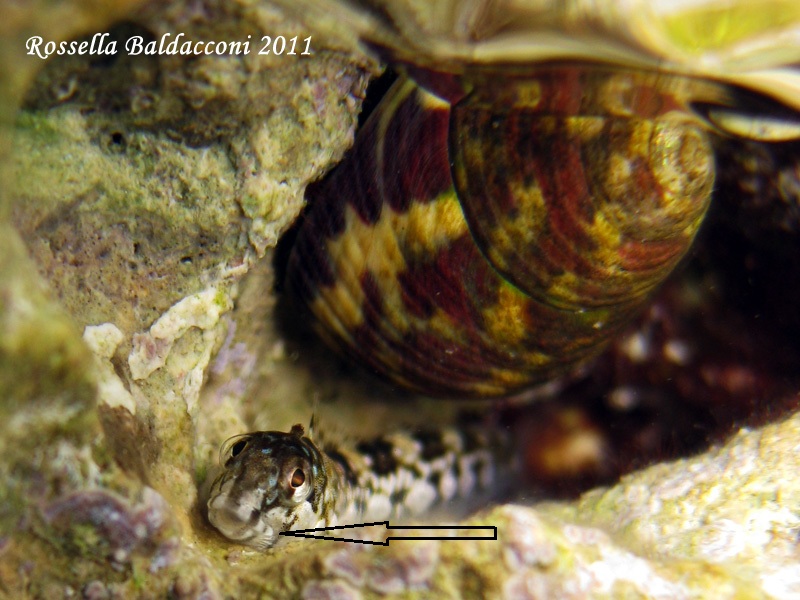 Blennide (juvenile Coryphoblennius galerita)