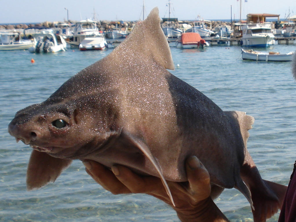 Oxynotus centrina (Linnaeus, 1758) (esemplare pescato)