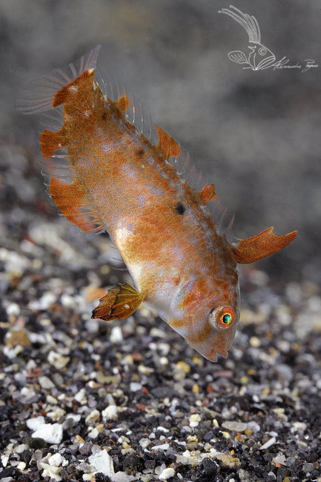 Danza nella posidonia (Xyrichtys novacula)