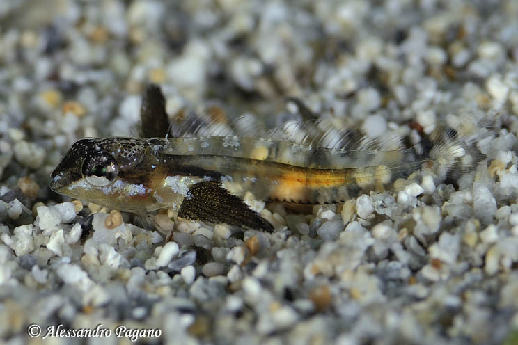 juvanile Blenniidae 22-07-2010