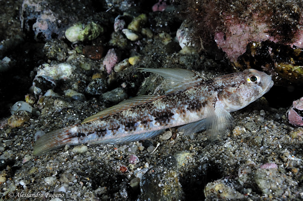 Gobius geniporus e Gobius niger