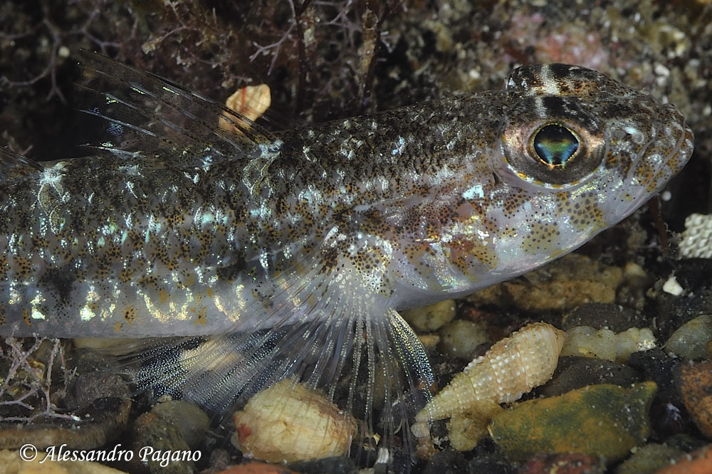 Deltentosteus quadrimaculatus (esemplare femmina)