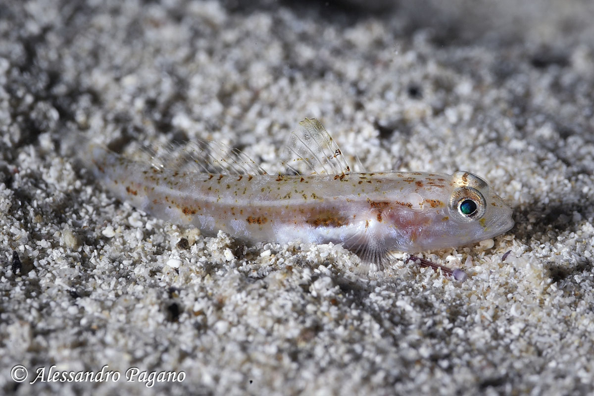 juvenile Gobius cf. geniporus