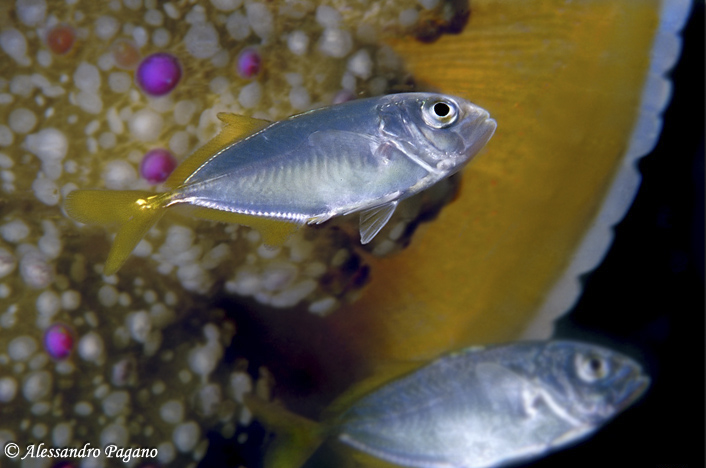 Simbionti (Seriola cf. fasciata e Trachurus sp.)