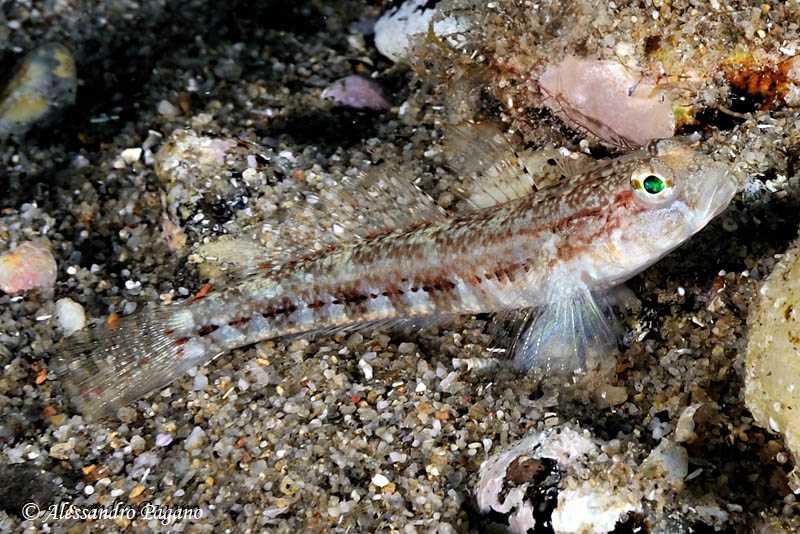 Gobius geniporus e Gobius niger