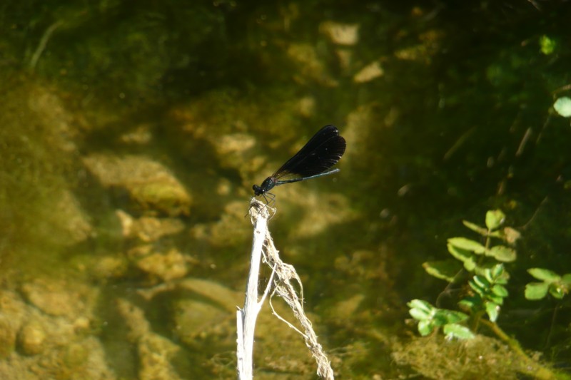 Sympetrum Sanguineum e Calopteryx Haemorrhoidalis