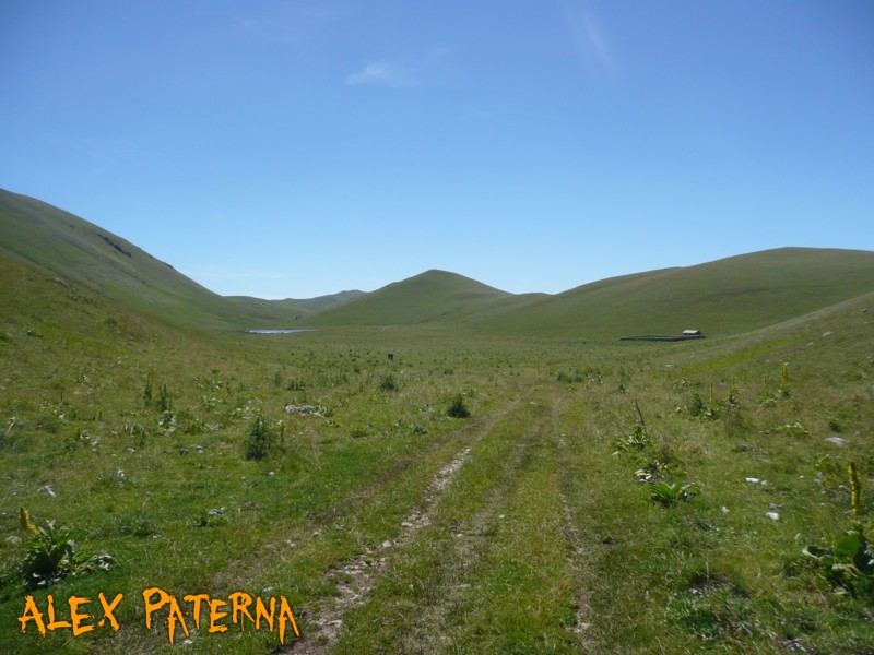 Bufo bufo (Gran Sasso)