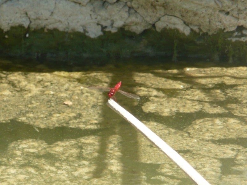 Sympetrum Sanguineum e Calopteryx Haemorrhoidalis