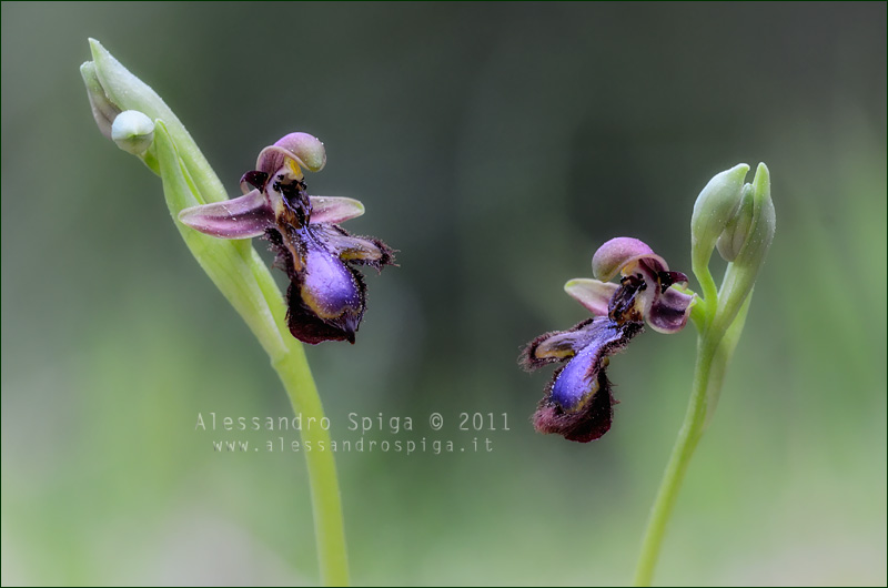 Ophrys speculum