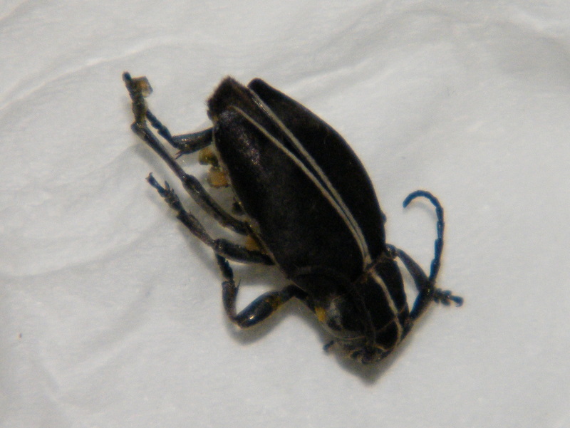 Animale curioso: Dorcadion sp. (Cerambycidae)