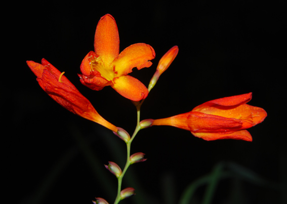 Crocosmia sp.