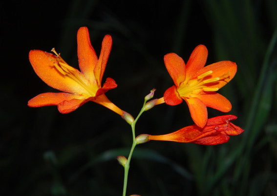 Crocosmia sp.