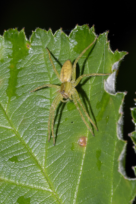 Dolomedes sp.