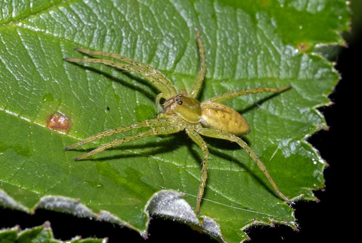 Dolomedes sp.