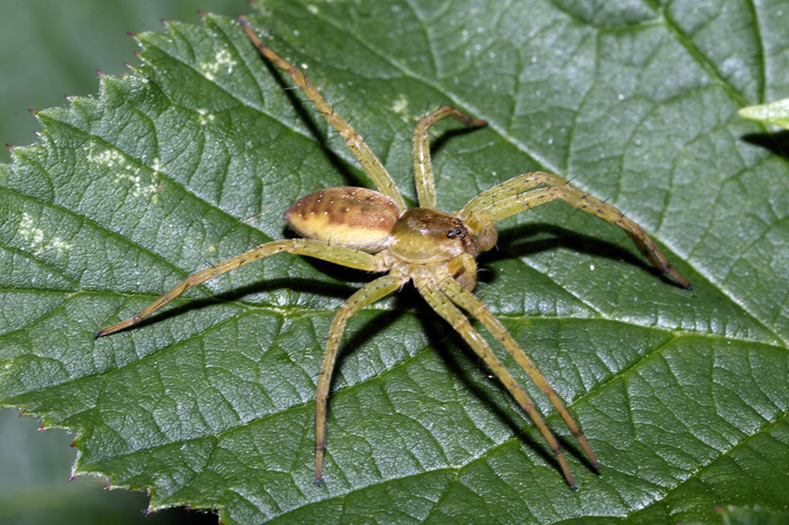 Dolomedes sp.