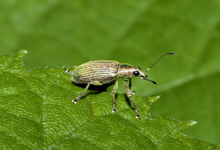 Phillobius sp.