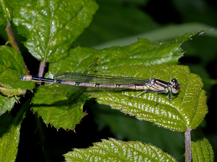 Libellule da identificare