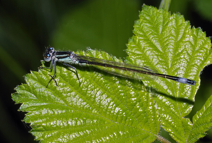 Libellule da identificare