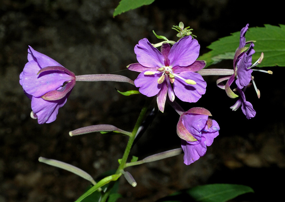 Epilobium sp.