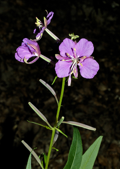 Epilobium sp.