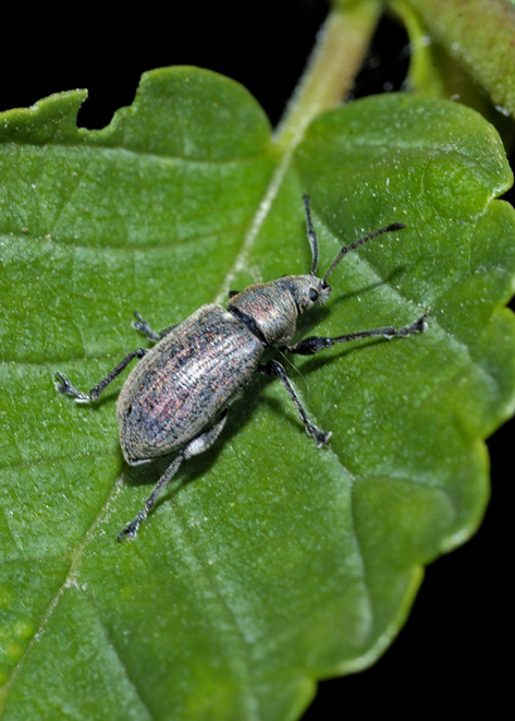 Curculionidae Entiminae