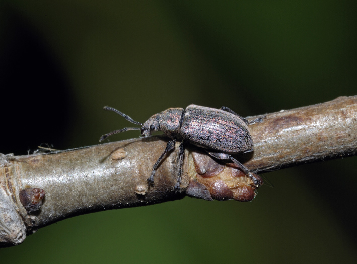 Curculionidae Entiminae