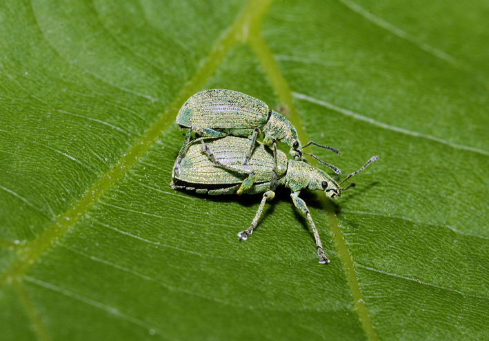 Phillobius sp.