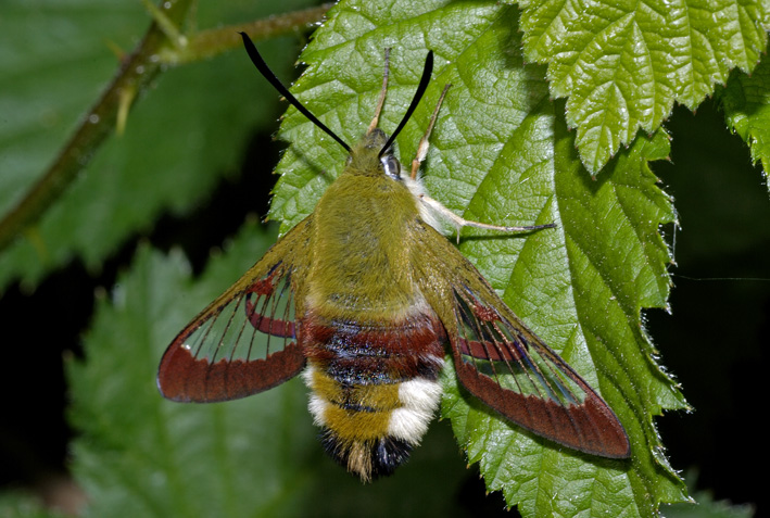 Hemaris fuciformis ??