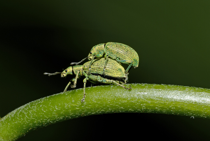 Phillobius sp.