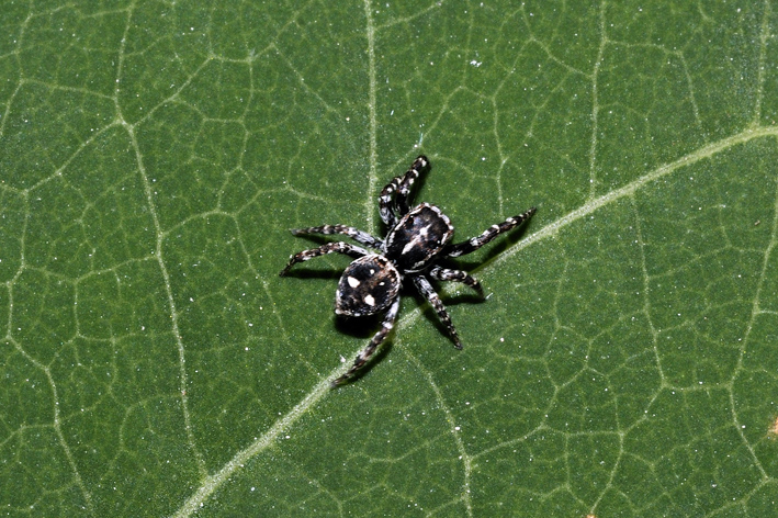 Sitticus sp.