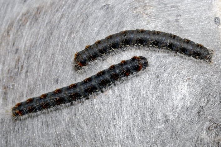 Bruchi da identificare - Eriogaster (Eriogaster) lanestris