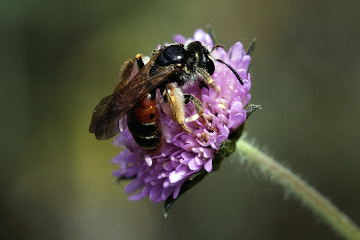 Femmina di Andrena cf. hattorfiana